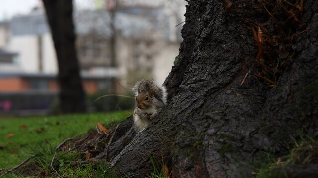 &Eacute;cureuil joli nature animal sauvage arbre 