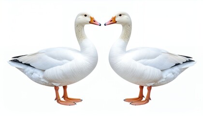 Obraz premium Two elegant white geese standing face to face on a pristine white background.