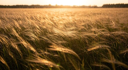 A vast field of tall grass illuminated by the warm glow of the setting sun, creating a peaceful and natural landscape scene