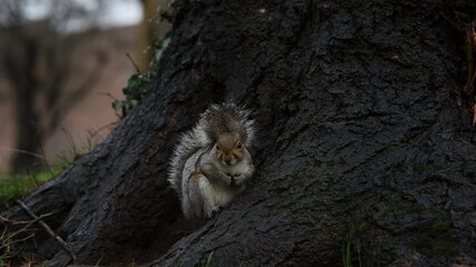 Écureuil joli petit animal sauvage nature 