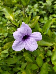 purple flower in the garden
