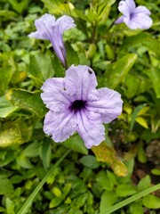 purple flowers in the garden