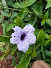 purple flowers in the garden