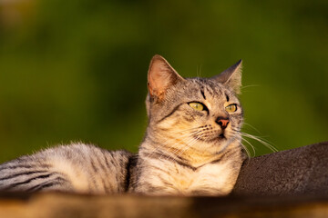 Obraz premium cat on the roof at sunset