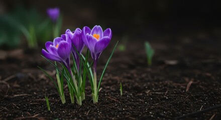 Obraz premium Brilliant purple crocuses emerge through the damp soil, signifying the beginning of the spring season with vibrant, fresh, and beautiful petals, crocus, ephemeral, spring