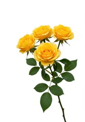 Fototapeta premium A delicate spray of vibrant yellow roses presented cleanly against a seamless white background, highlighting their beautiful texture and warm, sunny hues, white background, summer, nature