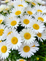 Fototapeta premium A cheerful bouquet of daisies in a mix of yellow and white, symbolizing innocence and purity.