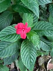 red and green leaves