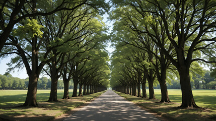 Tree lined path