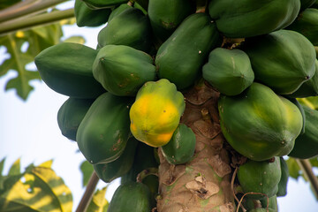 papaya fruit on tree, Close-up photograph of a tropical papaya tree bearing many green papayas, one of which is beginning to turn yellow.