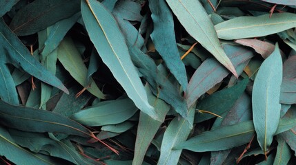 Overlapping blue-green eucalyptus leaves fill the frame, creating a textured, natural pattern