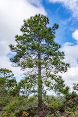 A pine is any conifer in the genus Pinus of the family Pinaceae. Plantation Road to Poamoho Trail, Wahiawa, Honolulu, Oahu, Hawaii. Koʻolau Range ( shield volcano )	 