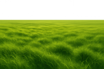 Green grass swaying in the wind, symbolizing growth, freshness, and nature, with a transparent background