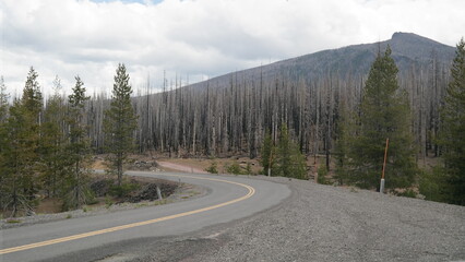 Fototapeta premium Barren landscape near Bend, Oregon with burnt trees, mountain, and curving asphalt road