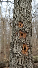 Three 3 Holes Showing Evidence of Woodpecker in Forest