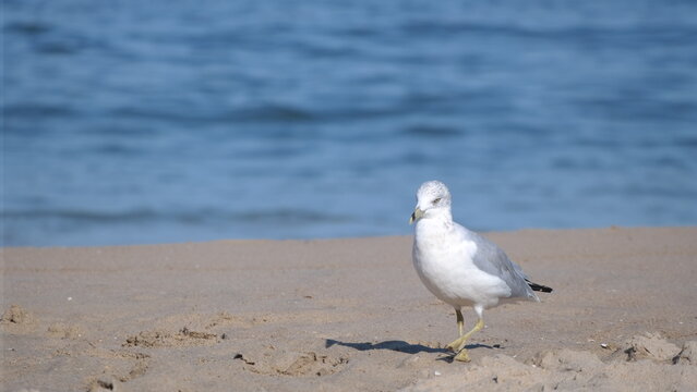 Seagull walking along shore at the beach