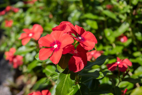 catharanthus flowers in a botanical garden