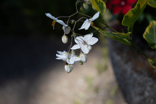 white inside-out flower