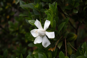 a star born in the gardens