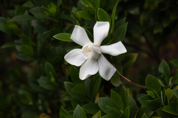 six sided white star