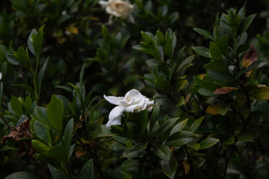 white flower in the wind - Powered by Adobe