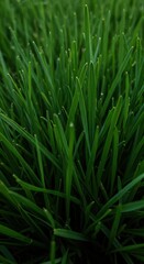 Fototapeta premium A highly detailed macro shot showing the vibrant, lush green blades of fresh lawn grass, forming a dense natural background texture, meadow, dense, outdoor