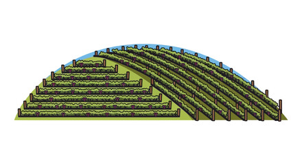 Illustration of a terraced vineyard showcasing agricultural techniques and landscape adaptation