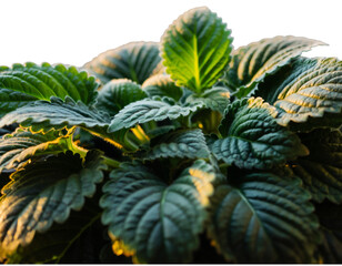 Lush houseplant leaves close  transparent background png 