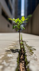A young green plant growing through a narrow crack in a concrete surface in an urban environment with tall buildings in the background