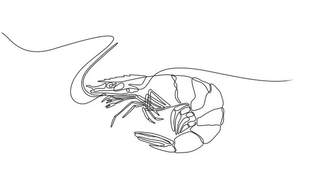 shrimp continuous one line drawing animation, Self drawing simple animation of single continuous one line drawing of shrimp. Drawing by hand, black lines on a white background, Animated self drawing