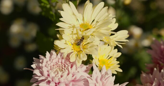 Close-Up of Bee Pollinating Yellow Blossom