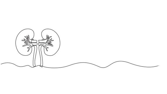 Human kidney sign animation continuous one line drawing, Self drawing animation of single line drawing kidneys, Full length animated, Continuous Line Drawing of Kidneys Icon. Hand Drawn Symbol Vector.