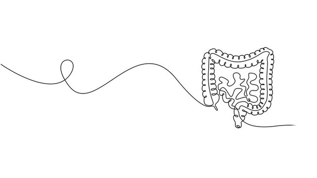 Intestines animation continuous one line drawing, Selfie drawing of human intestines by one line on a white background. Esophagus animation for health and nutrition whiteboard presentation. Full video