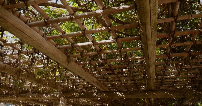 Bamboo Pergola roof Covered With Green Foliage and hanging Seed Pods