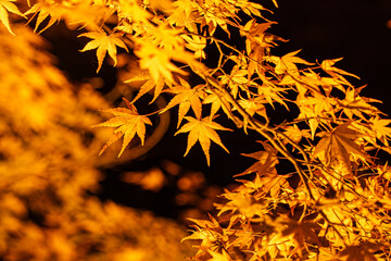 ライトアップされた紅葉