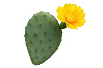 Prickly pear opuntia cactus pad blooming with a vibrant yellow flower on a transparent background
