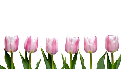 Five beautiful pink and white tulips in a row on a clean white background.