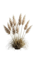 Fototapeta premium Fluffy pampas grass plant isolated on a clean white background showcasing its delicate plumes.