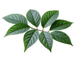Fototapeta premium Fresh green leaves isolated on a pristine white background showcasing vibrant natural beauty and botanical detail.