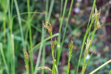 Rhynchospora caduca, anglestem beaksedge, is a species of flowering plant in the sedge family (Cyperaceae). Poamoho Trail, Wahiawa, Honolulu, Oahu, Hawaii. Koʻolau Range ( shield volcano )	 