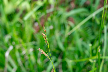 Rhynchospora caduca, anglestem beaksedge, is a species of flowering plant in the sedge family (Cyperaceae). Poamoho Trail, Wahiawa, Honolulu, Oahu, Hawaii. Koʻolau Range ( shield volcano )	 