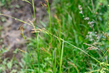 Rhynchospora caduca, anglestem beaksedge, is a species of flowering plant in the sedge family (Cyperaceae). Poamoho Trail, Wahiawa, Honolulu, Oahu, Hawaii. Koʻolau Range ( shield volcano )	 