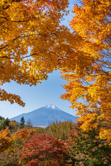 Fototapeta premium 忍野村二十曲峠から紅葉に彩られた富士山