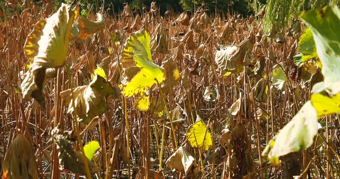 Dried Lotus Leaves in Autumn Sunlight