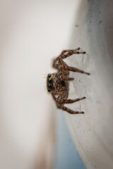 Tiny Hunter on Crimson Field