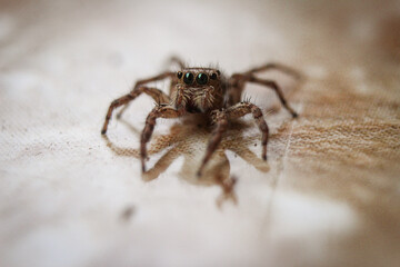 Macro World: Jumping Spider on Red Fabric