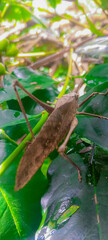 frog on a leaf