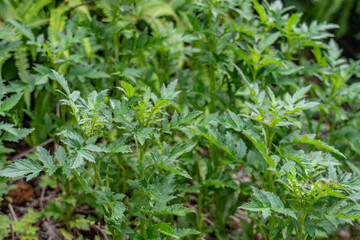 Erechtites valerianifolius, common name tropical burnweed is a New World species of plants in the sunflower family. Poamoho Trail, Wahiawa, Honolulu, Oahu, Hawaii. Koʻolau Range ( shield volcano )
