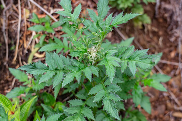 Erechtites valerianifolius, common name tropical burnweed is a New World species of plants in the...