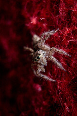 Arachnid Elegance on Red Velvet